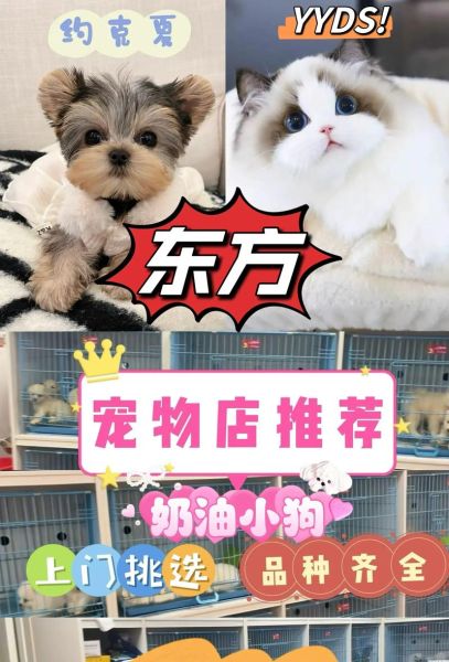 沈阳58同城宠物网(靠谱宠物店怎么选)