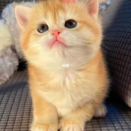 沈阳宠物猫(一只金渐层多少钱)