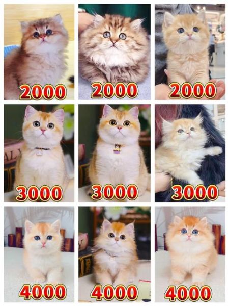 沈阳宠物猫(一只金渐层多少钱)