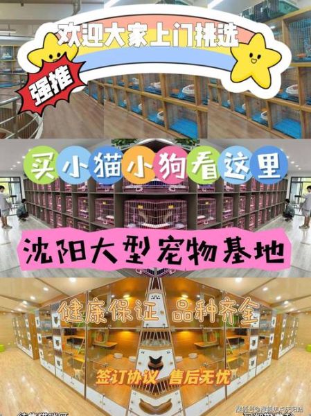 沈阳宠物网(沈阳宠物网靠谱吗)