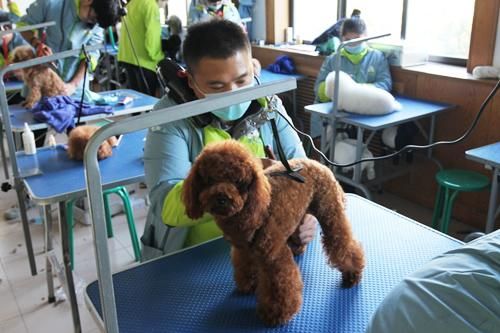 沈阳宠物美容学校(沈阳哪家学校能学到真本事)