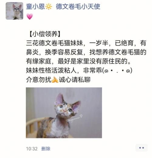 沈阳宠物领养(靠谱的领养渠道有哪些)