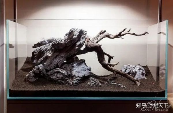 沉木(养鱼老司机教你避坑)