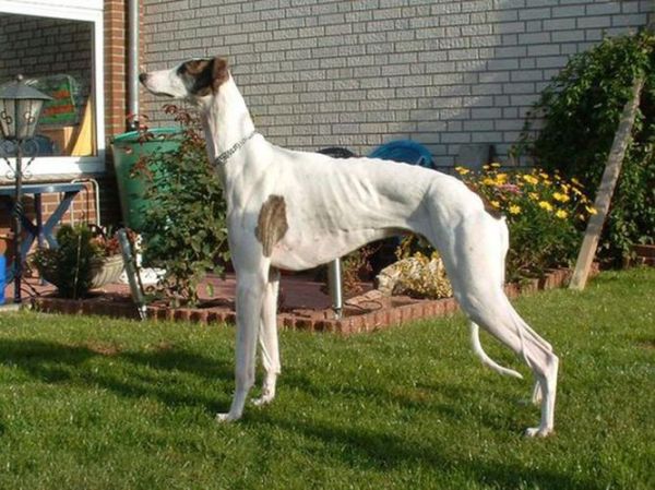 沙克犬(能跑赢沙漠里的猎豹吗)