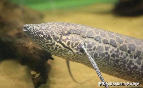 沙漠鱼(沙漠鱼靠什么活下来)