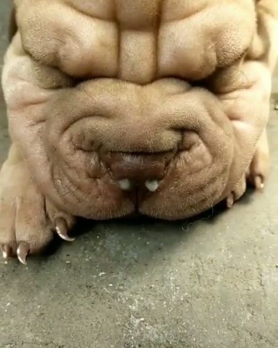 沙皮犬( 它真的不适合小孩吗)