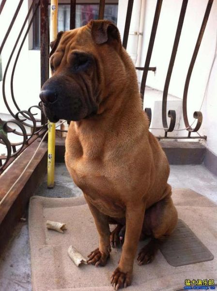 沙皮犬图片( 它们真的会咬人吗)