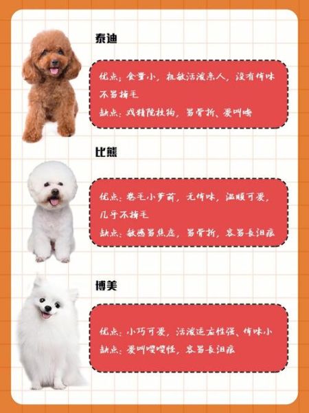 没体臭的狗(它和泰迪哪个更适合家里养)