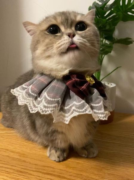 没有骨头的小猫咪(它们是怎么做到如此灵活的)