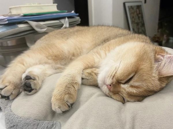 没有骨头的小猫咪(它们是怎么做到如此灵活的)