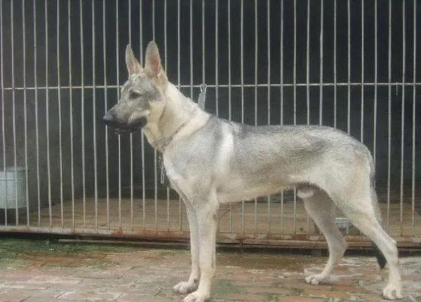 河北狼青犬(它们适合训练成工作犬吗)