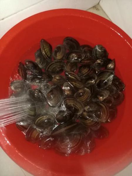 河蚌吃什么(它们只吃浮游生物吗)