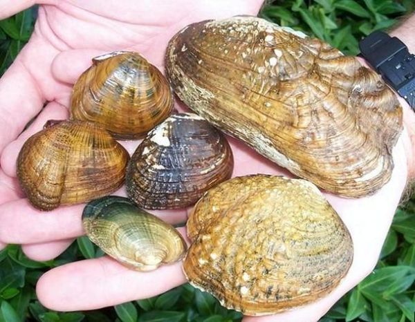 河蚌吃什么(它们只吃浮游生物吗)