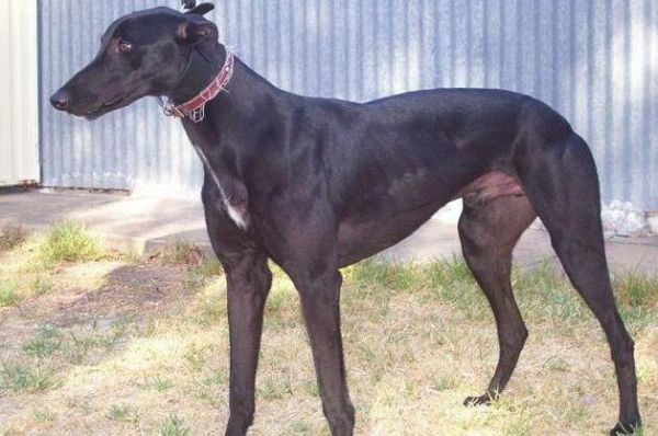 河间格力犬(如何保护这个古老犬种)