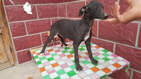 河间格力犬(如何保护这个古老犬种)