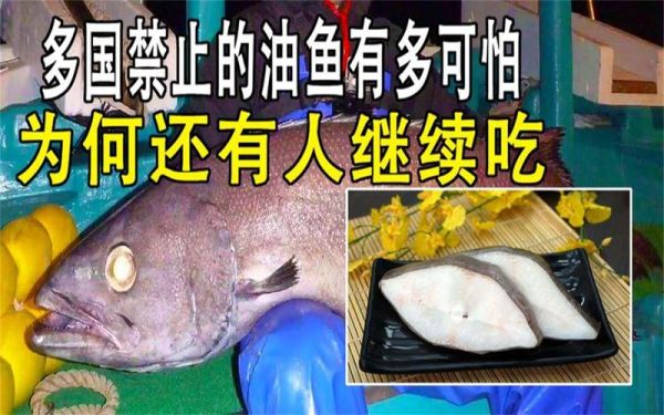 油鱼(真的这么夸张吗)