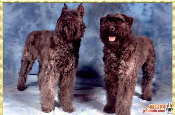 法兰德斯牧牛犬(它适合当警卫犬吗)