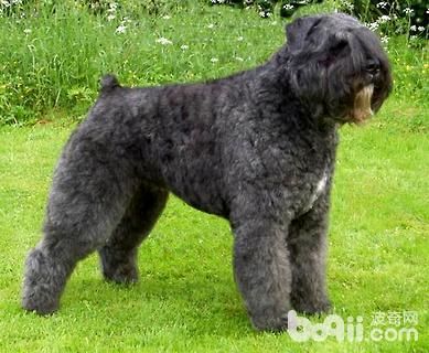 法兰德斯牧牛犬(它适合当警卫犬吗)