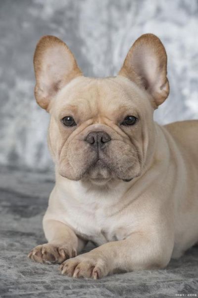 法国斗牛犬( 法斗真的适合城市生活吗)