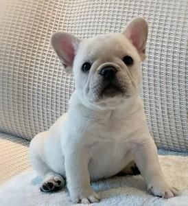 法国斗牛犬( 法斗真的适合城市生活吗)