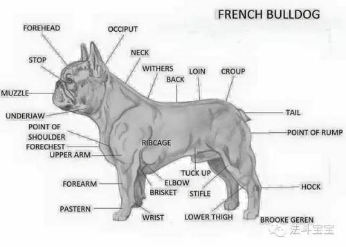 法国斗牛犬图片(你真的了解它吗)