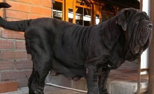 法国獒犬(它真的适合当家庭犬吗)