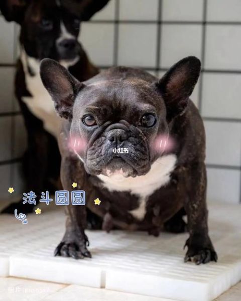 法斗犬( 到底哪里吸引你)