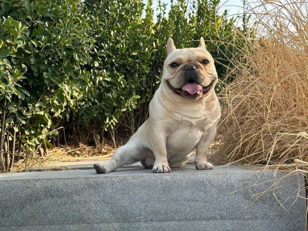 法斗犬( 到底哪里吸引你)