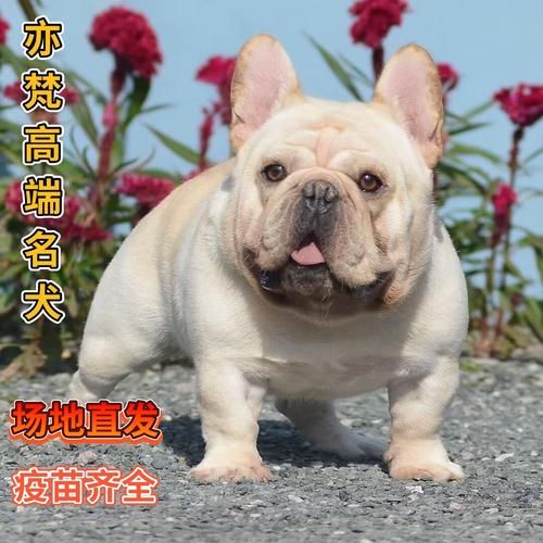 法牛犬(哪个颜色最稀有)