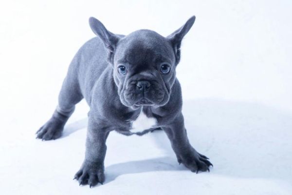 法牛犬(哪个颜色最稀有)
