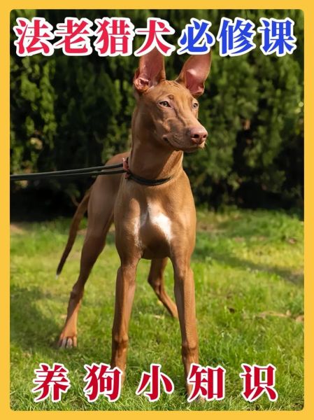 法老猎犬(  它在古代究竟有多受欢迎)
