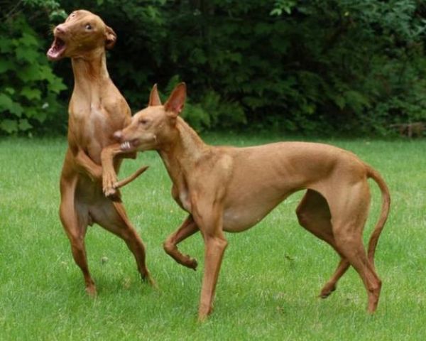 法老猎犬(  它在古代究竟有多受欢迎)