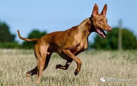 法老王猎犬(它真的只适合猎兔吗)