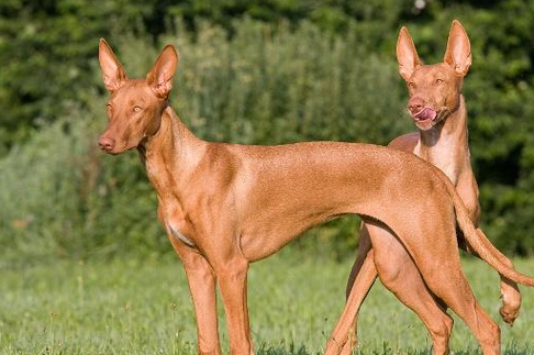法老王猎犬价格( 到底什么原因让它成为狗中贵族)