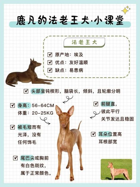 法老王猎犬价格( 到底什么原因让它成为狗中贵族)