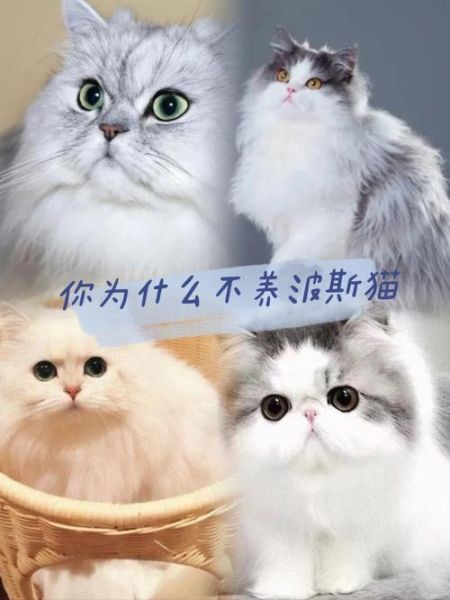 波丝猫(怎么才能养好一只波斯猫)