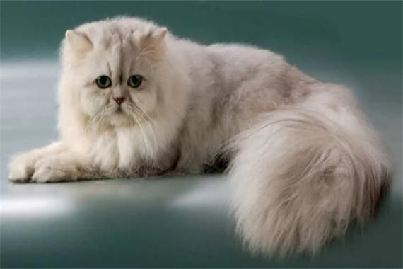 波丝猫(怎么才能养好一只波斯猫)
