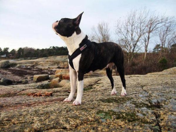 波士顿梗犬( 法斗和波士顿梗到底哪个更适合你)