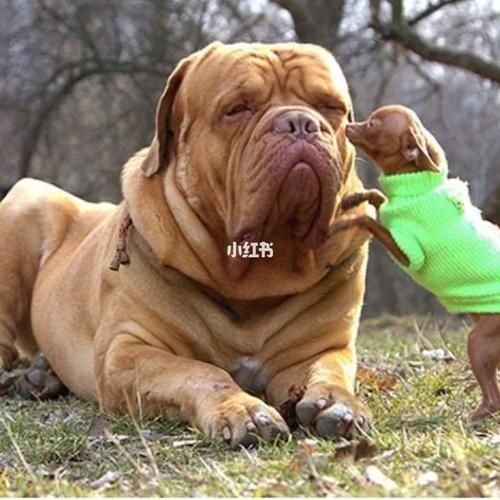 波尔多犬图片(它和獒犬有什么区别)