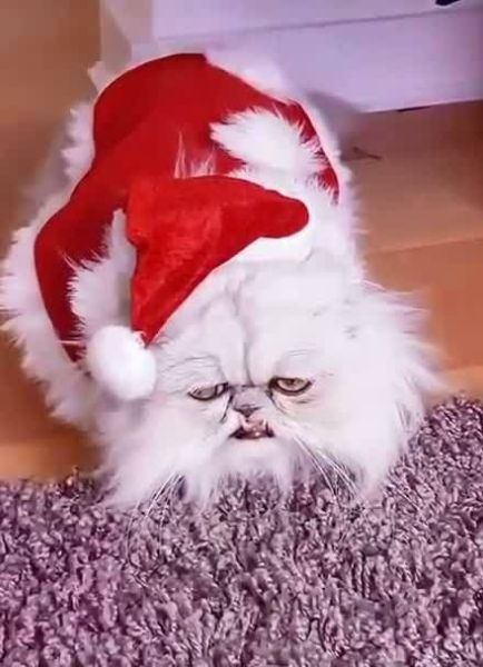 波斯猫(为什么却成了可怕的猫)