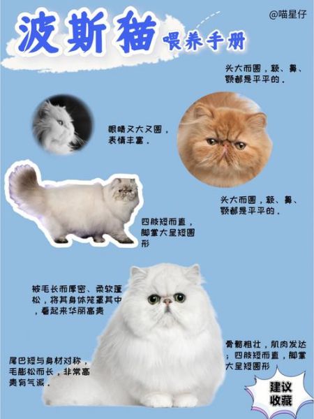 波斯猫价格(养它真的不值吗)