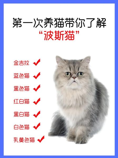 波斯猫价格(养它真的不值吗)