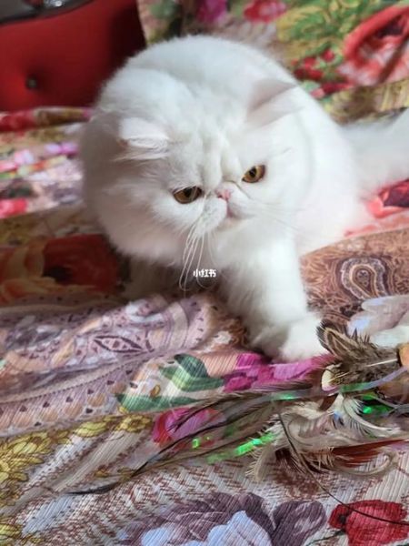 波斯猫和加菲猫(你更喜欢哪一种)