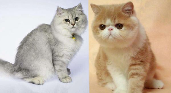 波斯猫和加菲猫(你更喜欢哪一种)