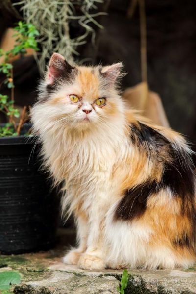 波斯猫图片(为什么它越来越不受欢迎了)