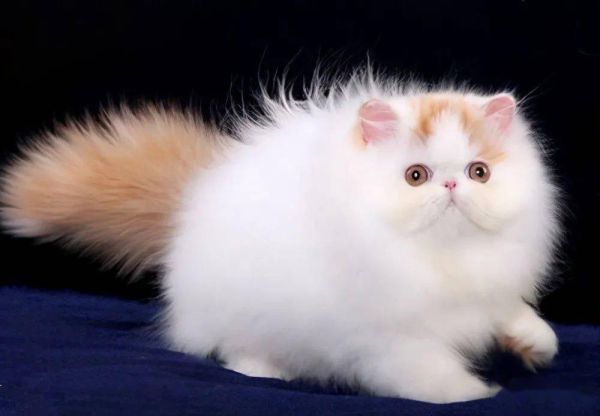 波斯猫图片(为什么它越来越不受欢迎了)