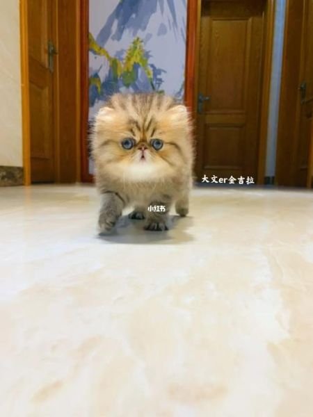 波斯猫多少钱( 预算多少才够)