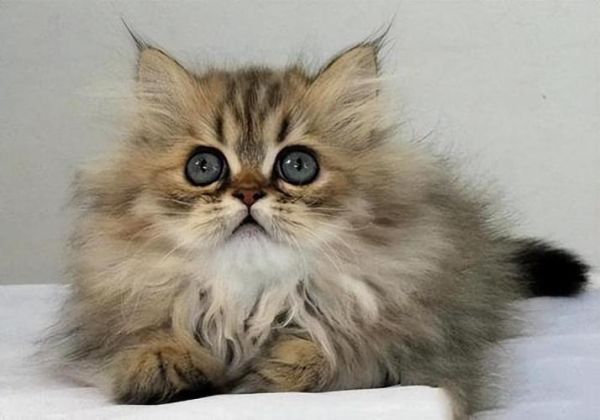 波斯猫多少钱( 预算多少才够)