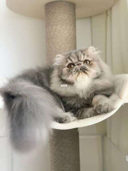 波斯猫多少钱一只( 几千块就能搞定吗)