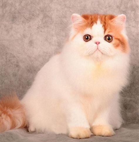 波斯猫多少钱一只( 几千块就能搞定吗)